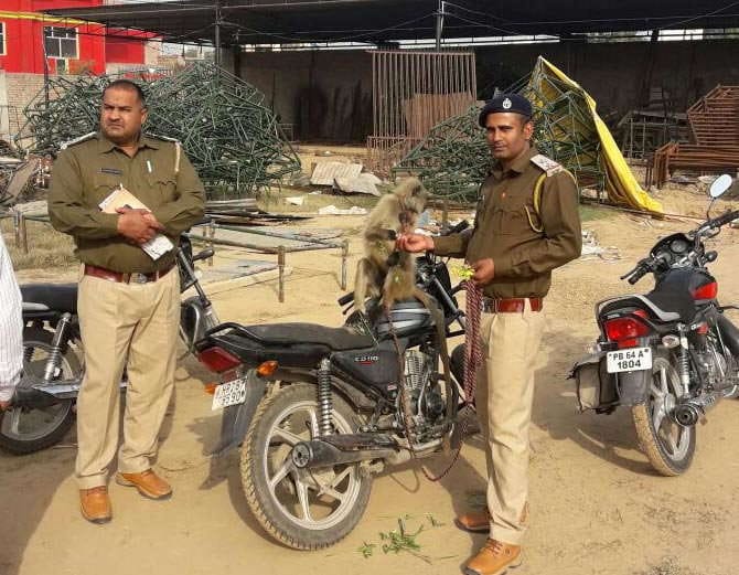 unique marriage, baboon given in dowry, case filed against groom