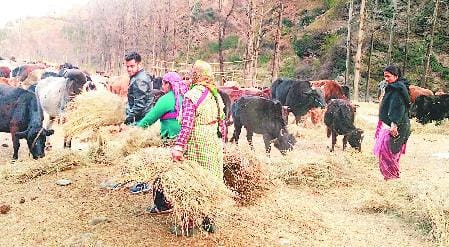 बजौरा के गोसदन में बनेंगे आधुनिक शेड