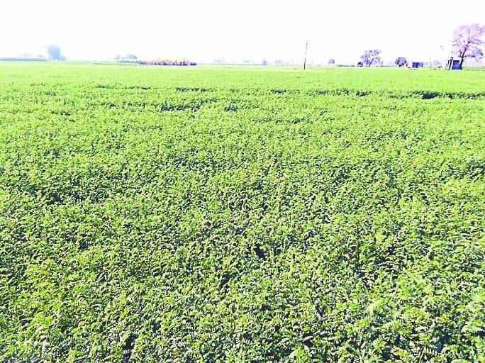 Cultivation of gram in Shikohpur