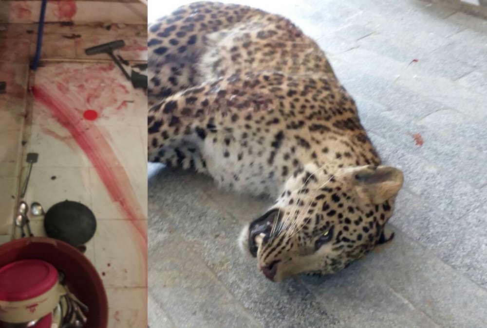 ruckus over killing of leopard in lucknow.