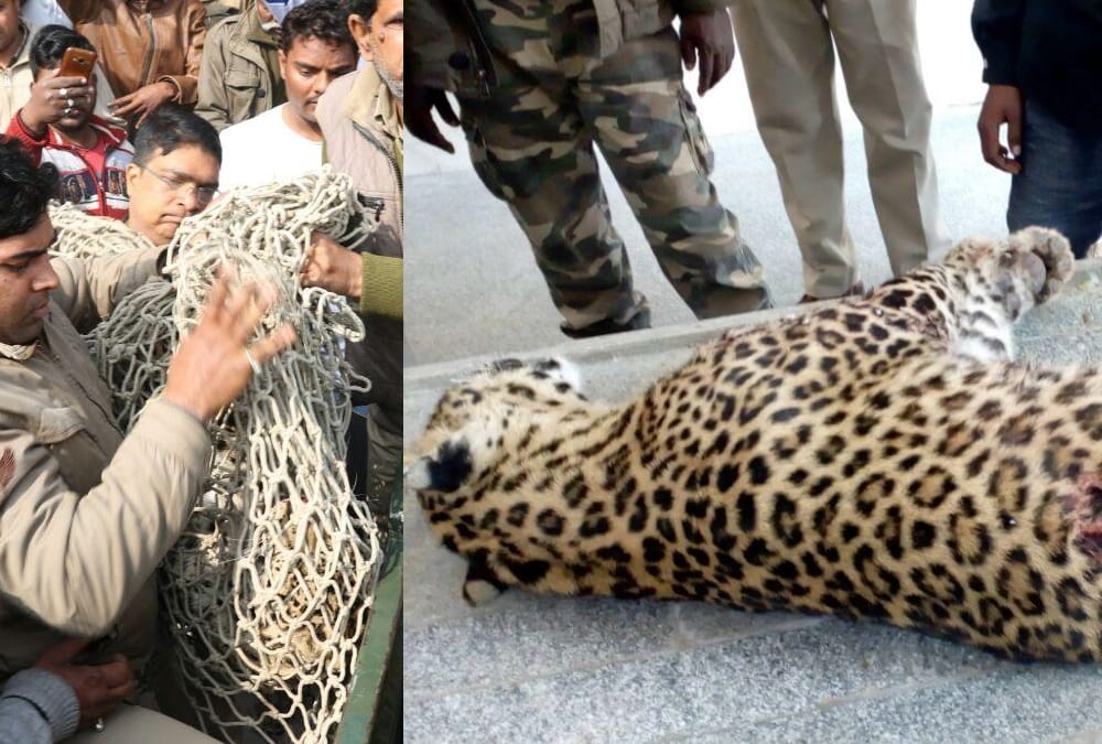 FIR in shooting leopard 