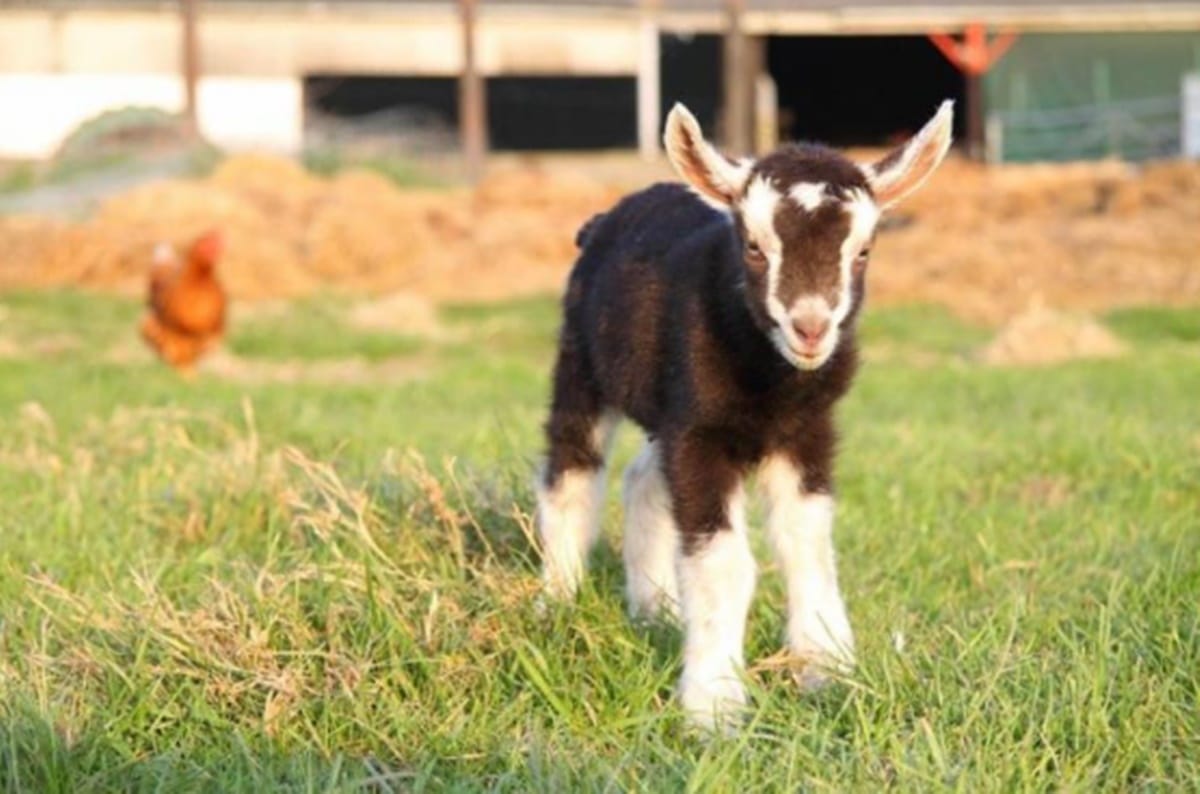 Education Minister found goats in classroom during his surprise visit