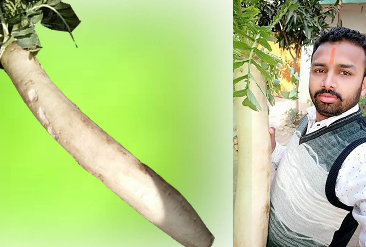 strange ten kilos of radish