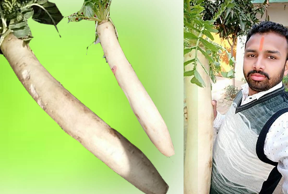 strange ten kilos of radish