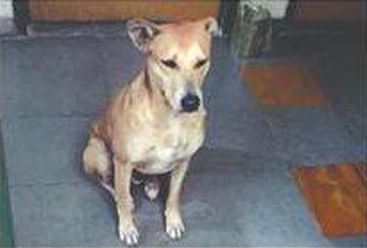 case filed Against animal cruelty act in iit kanpur
