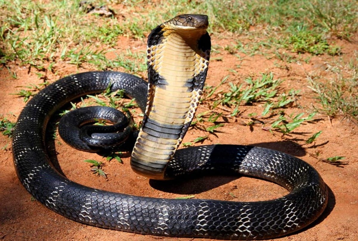 A farmer chewed snake in up   
