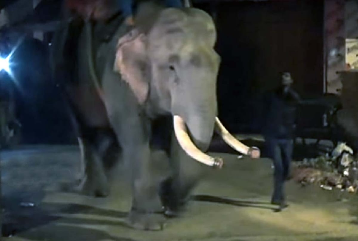 elephant crushed three men