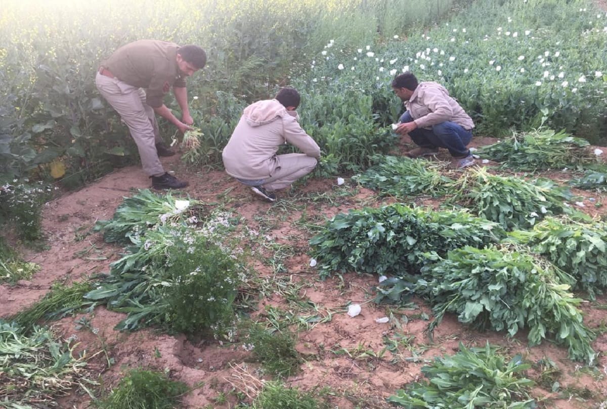 This prohibited Work was happening in the mustard farm of jodhpur Rajasthan