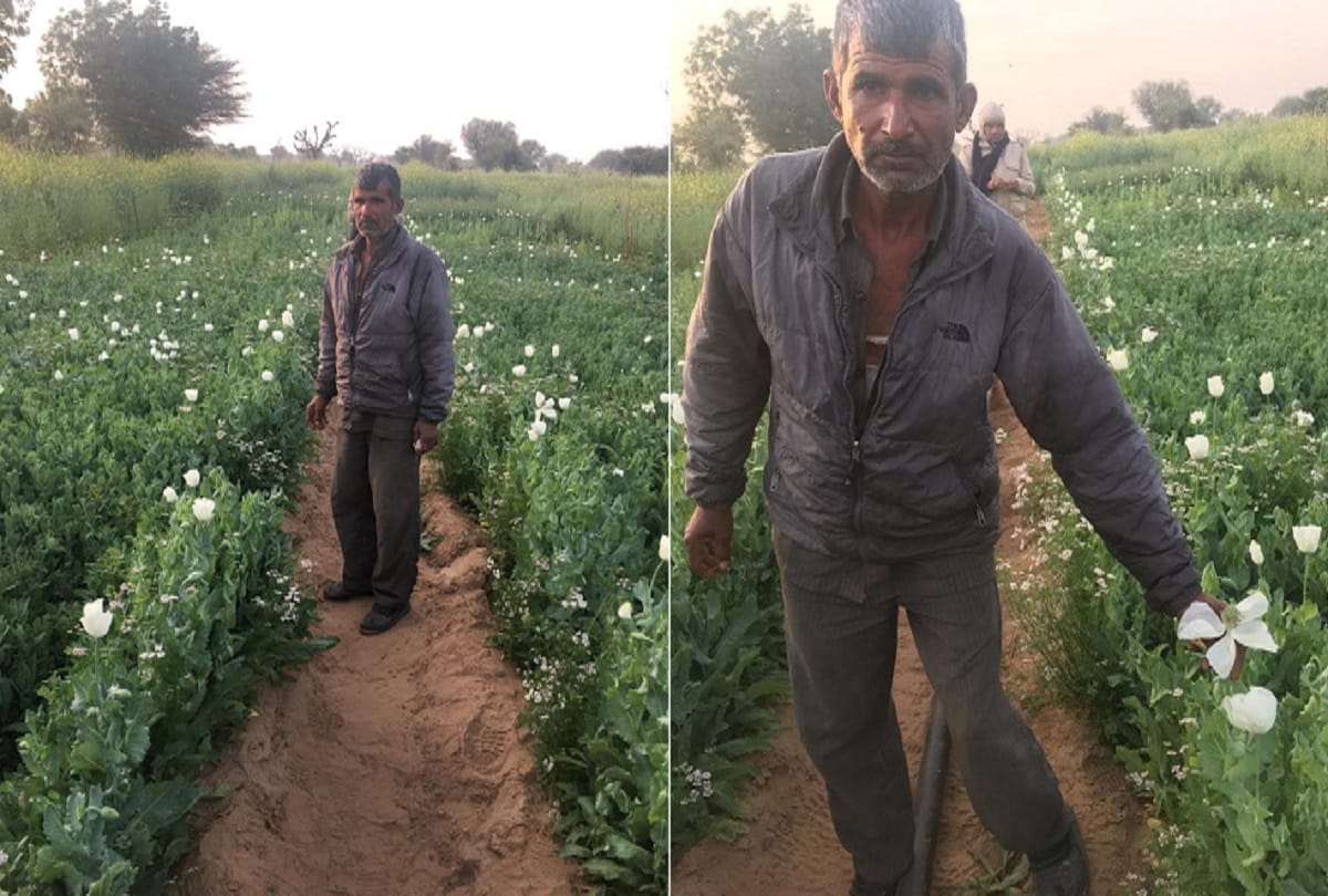 This prohibited Work was happening in the mustard farm of jodhpur Rajasthan