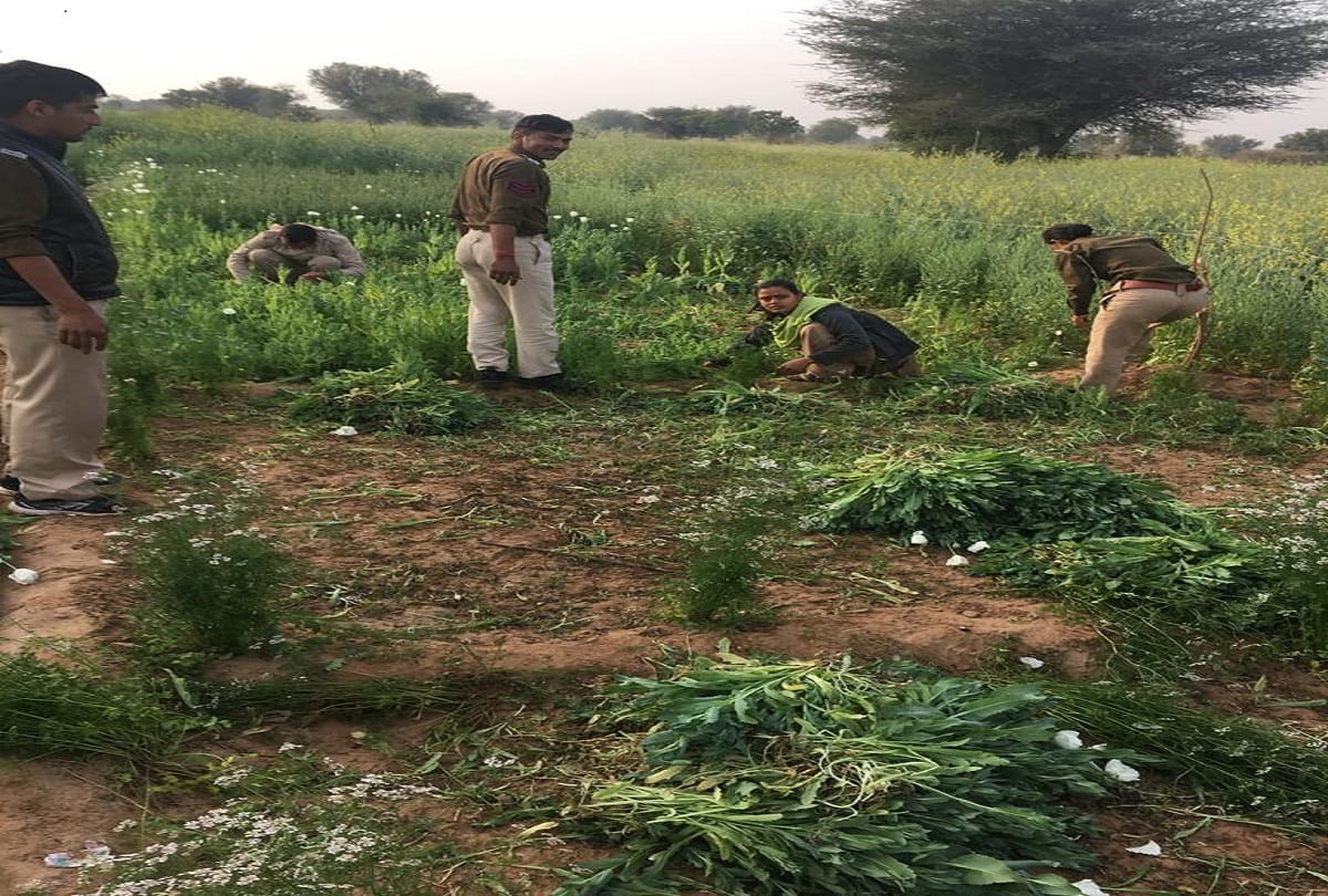 This prohibited Work was happening in the mustard farm of jodhpur Rajasthan