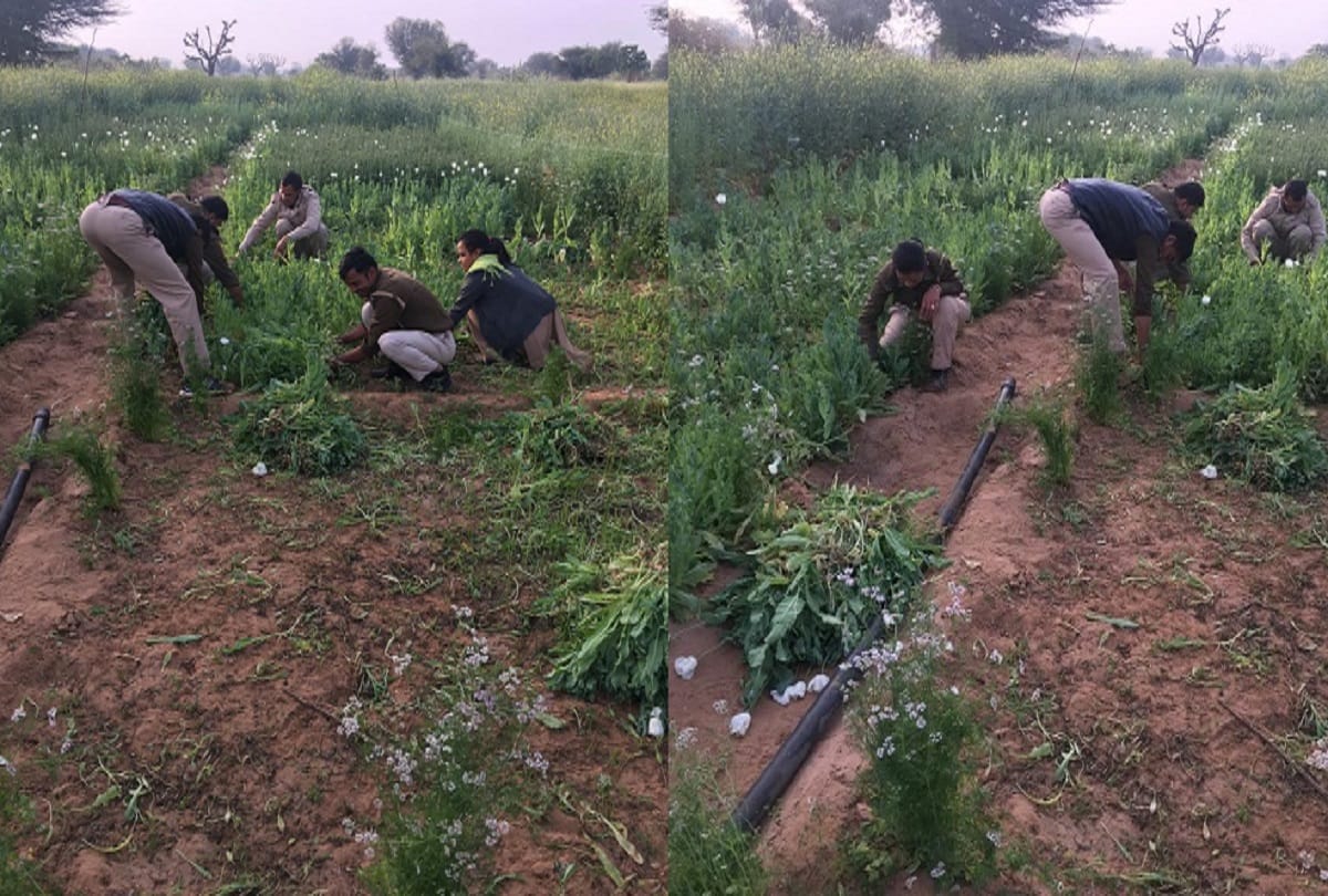 This prohibited Work was happening in the mustard farm of jodhpur Rajasthan