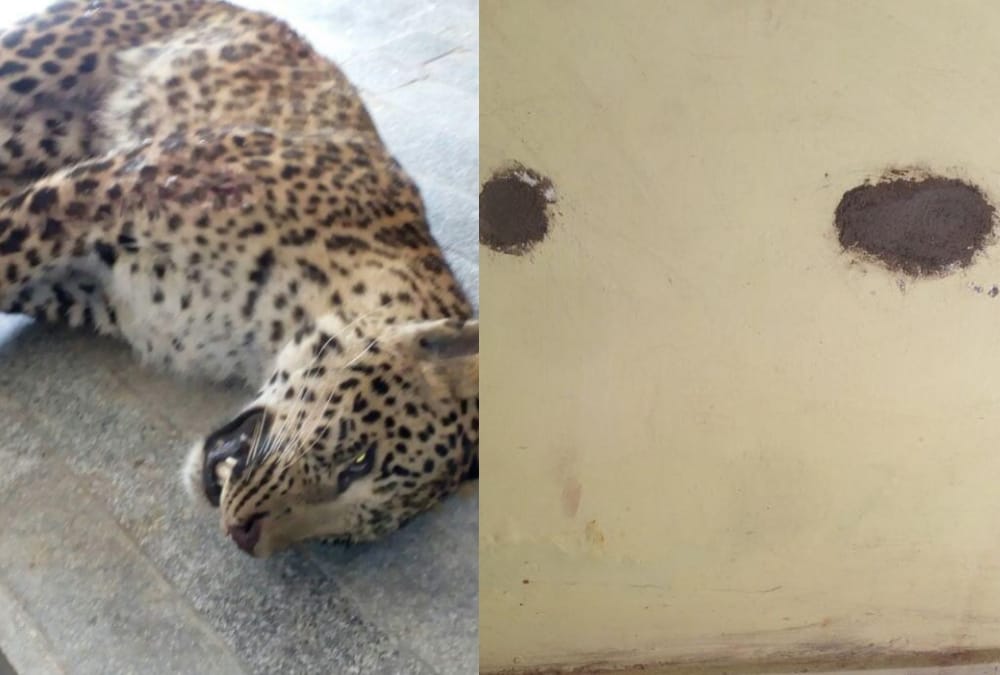 post mortem report of leopard lucknow.