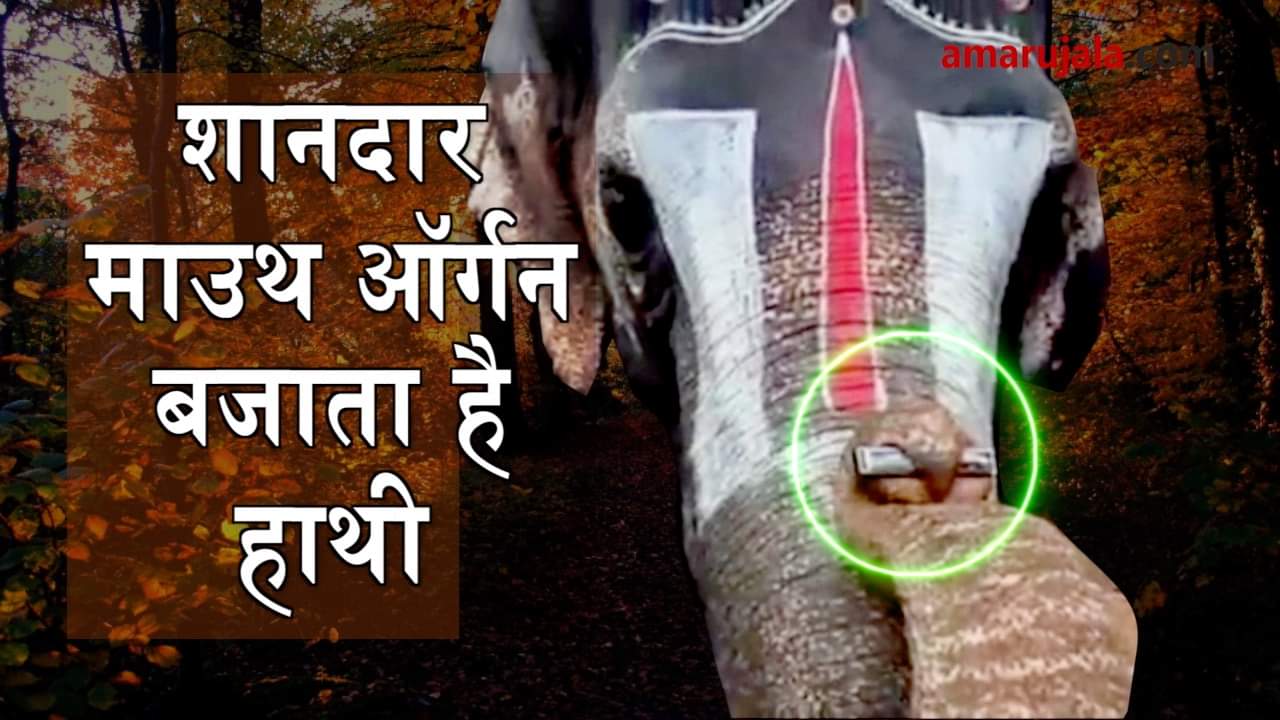 elephant plays mouth organ in coimbatore