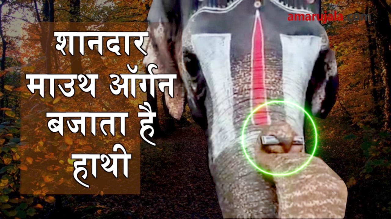 elephant plays mouth organ in coimbatore