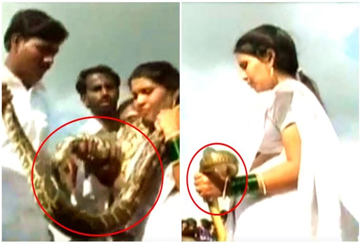 Video being viral of a couple who use Wedding Garland of Snake in marriage