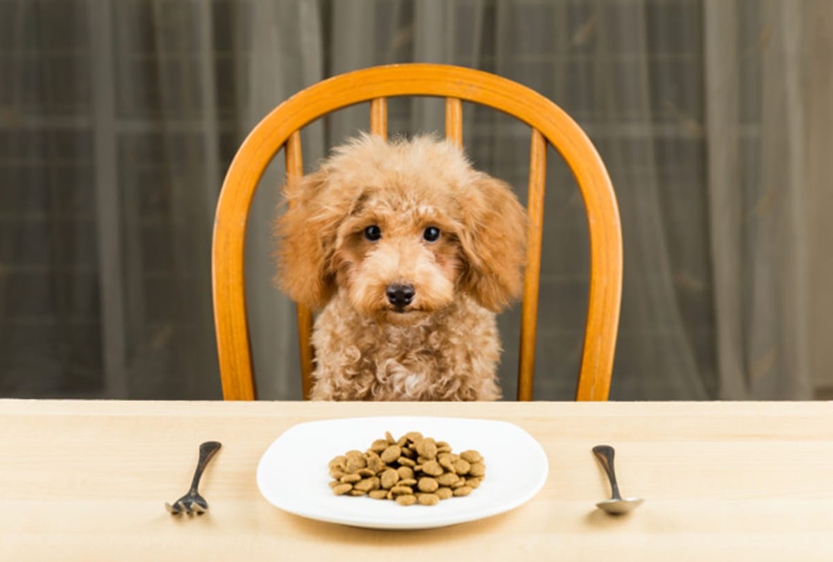 treat your pet from these cafe and make them feel special