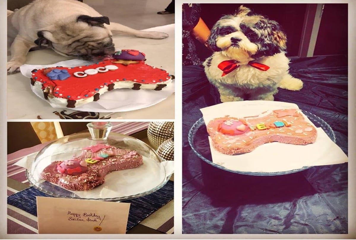 treat your pet from these cafe and make them feel special