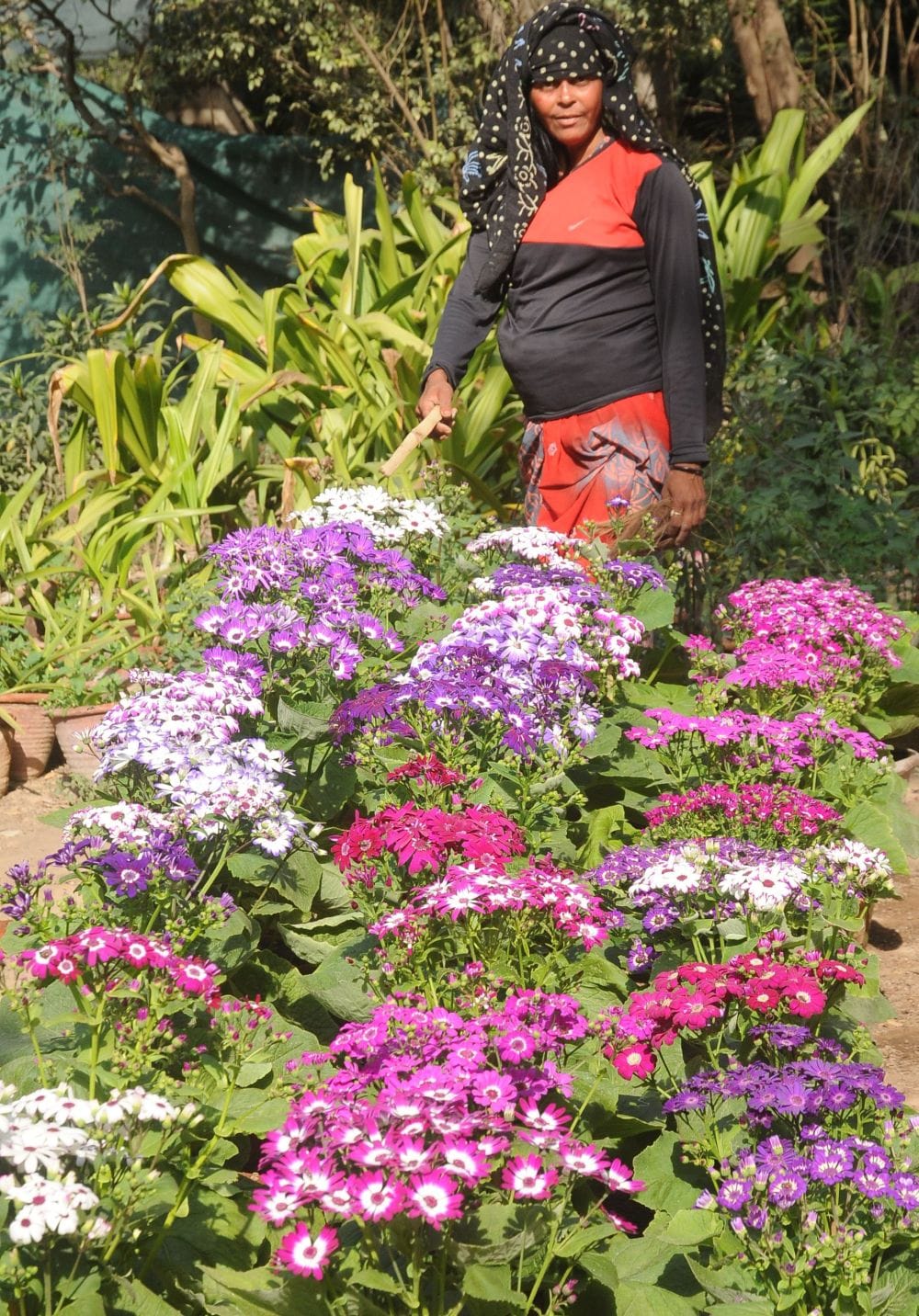 agra horticulture training will be given to people