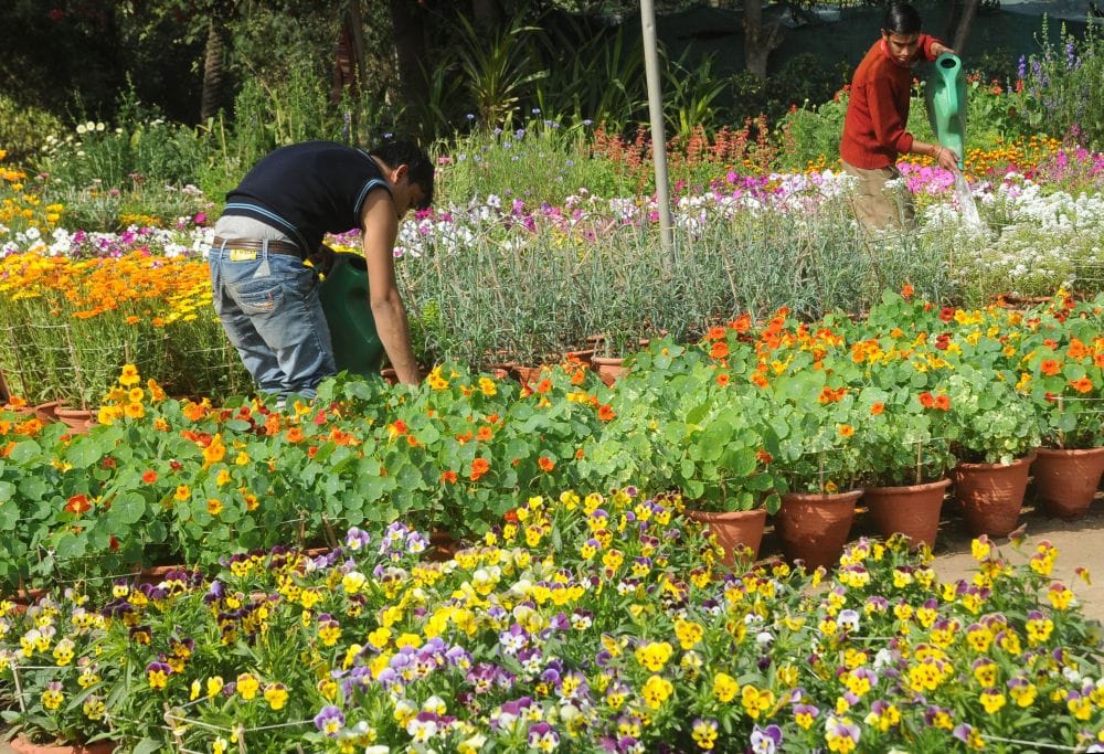 Exclusive: 500 posts of garden assistants will be recruited in Uttarakhand