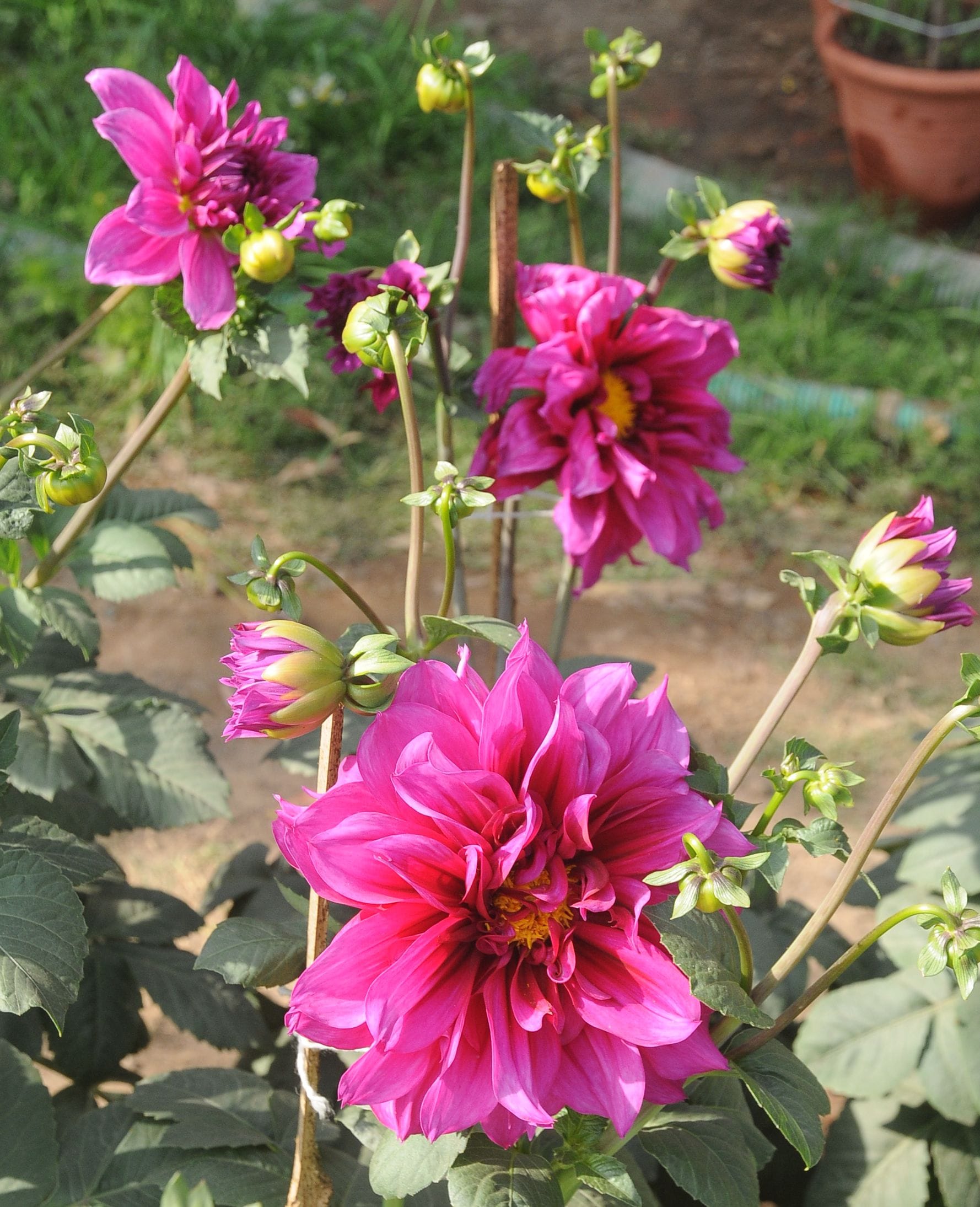 agra horticulture training will be given to people