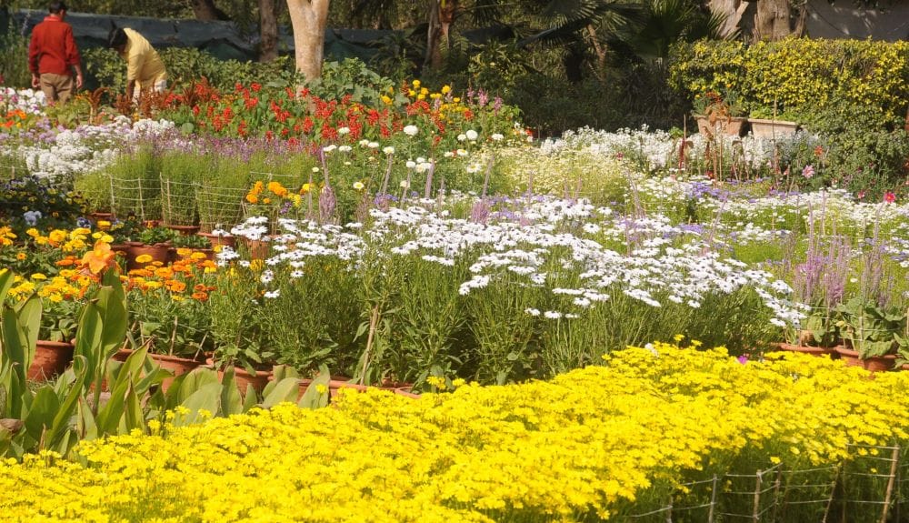 agra horticulture training will be given to people