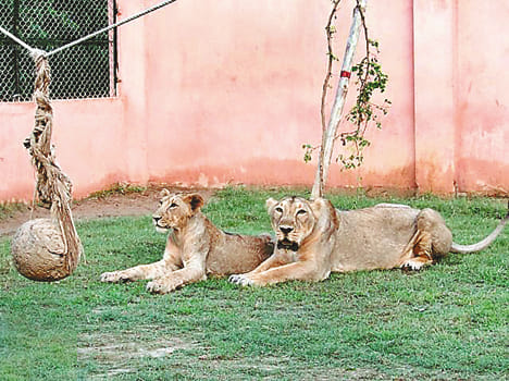 The name of the pubic lioness Jessica's cubs