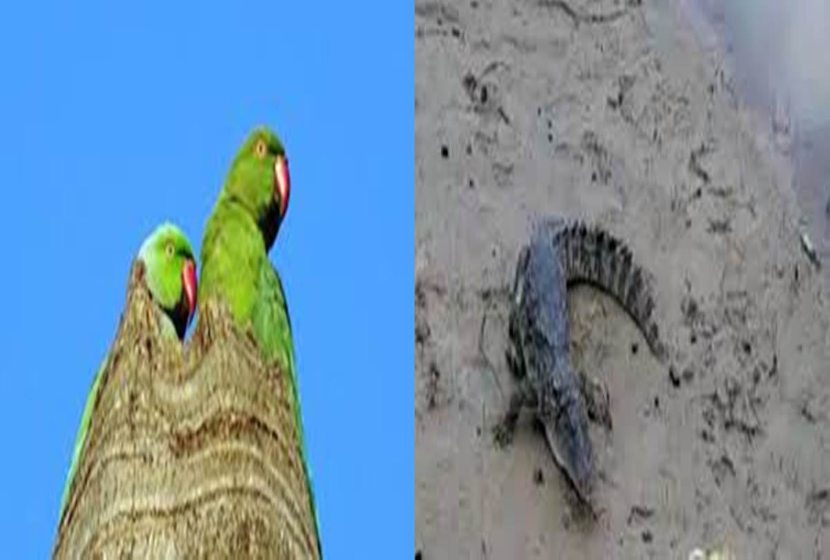 story of the crocodile, who explained to the parrot his identity is the most important for him