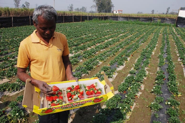Strawberry cultivation in Muzaffarnagar