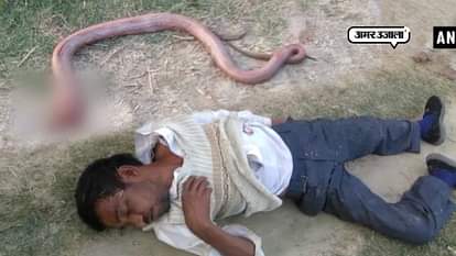 BIZARRE! FARMER BITES OFF SNAKE'S HEAD IN 'REVENGE' IN HARDOI UTTAR PRADESH