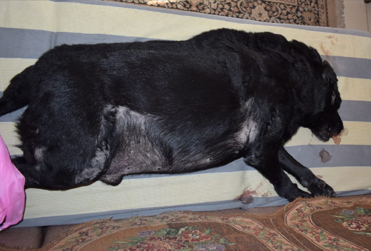 Nine dogs killed in 15 days by giving poison in Chhatarpur