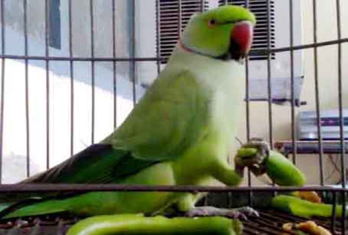 woman jailed for four weeks for killing a parrot in singapore