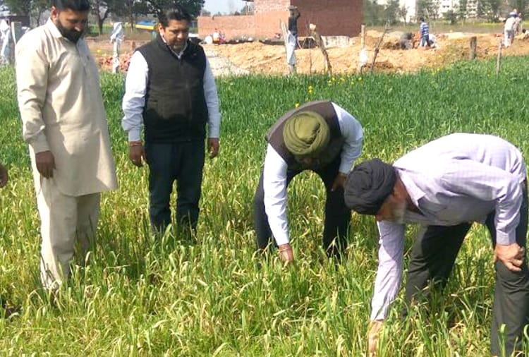 wheat crop damage due to contaminated water irrigation