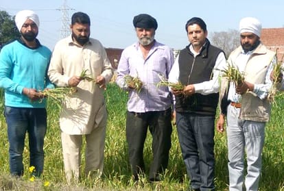 wheat crop damage due to contaminated water irrigation