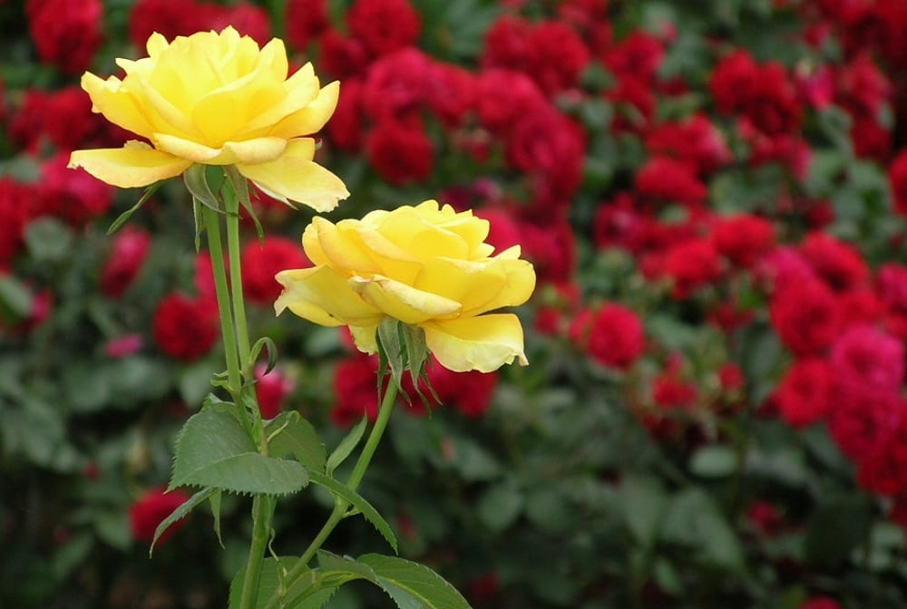 Valentine Day 2019: on rose day partners give these colours of rose