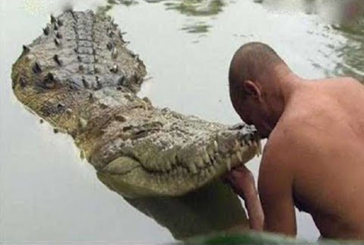 vegetarian crocodile babiya eats rice and jaggery