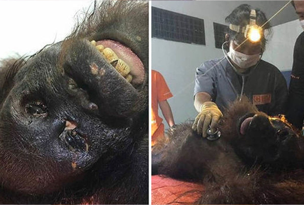 one thirty times shot fire on an orangutan with air rifle in Indonesia