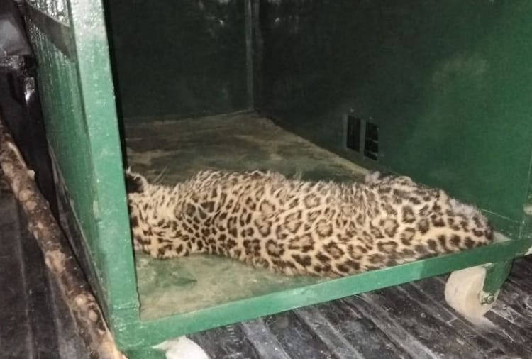 leopard enter home in una Himachal Pradesh