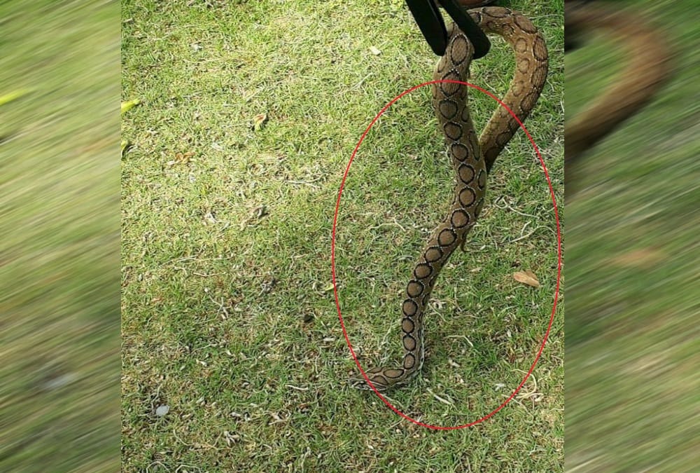 Most poisonous snake russell viper found in park