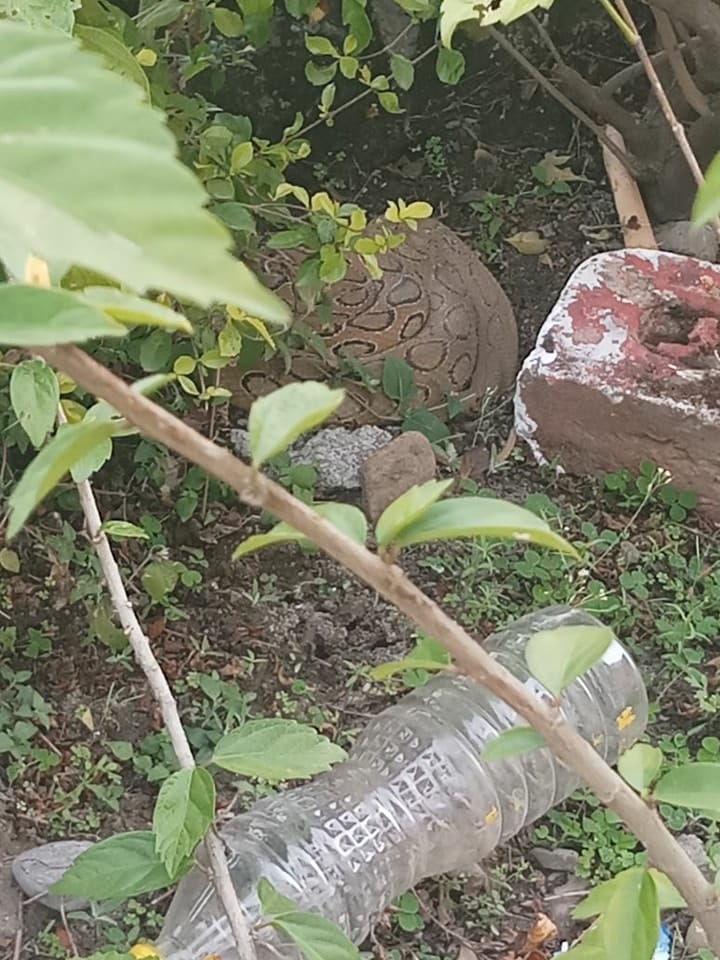 Most poisonous snake russell viper found in park