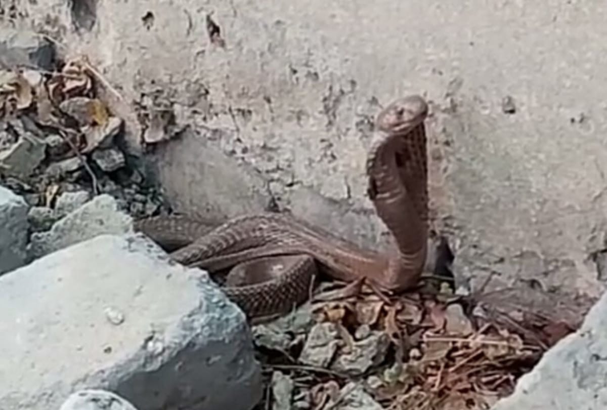 डाहड़ की 14 वर्षीय बच्ची को सांप ने काटा