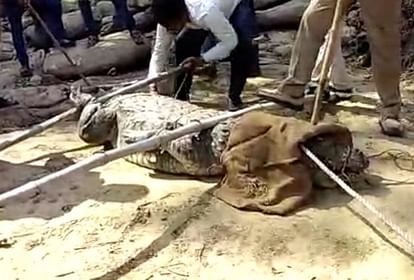 Two crocodiles caught in sonbhadra