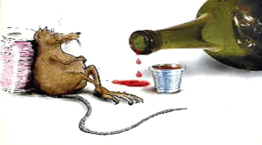 Rats drunk 1227 liters of alcohol in police station, if not sure, read the news