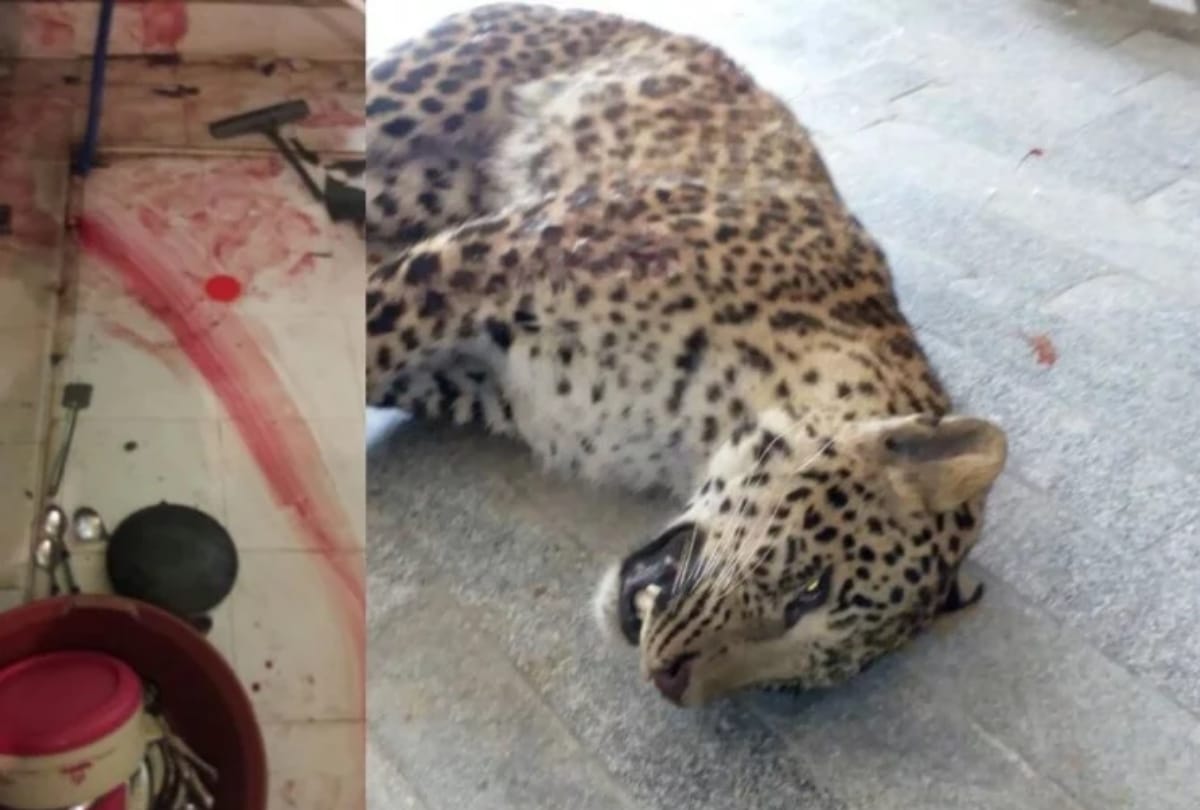 enquiry team is searching bullet which hit the leopard 