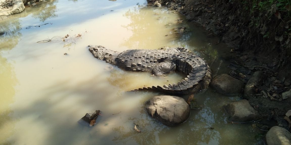 two crocodile caught in sonebhadra