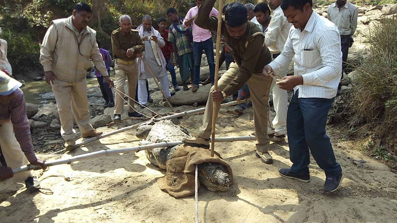 two crocodile caught in sonebhadra