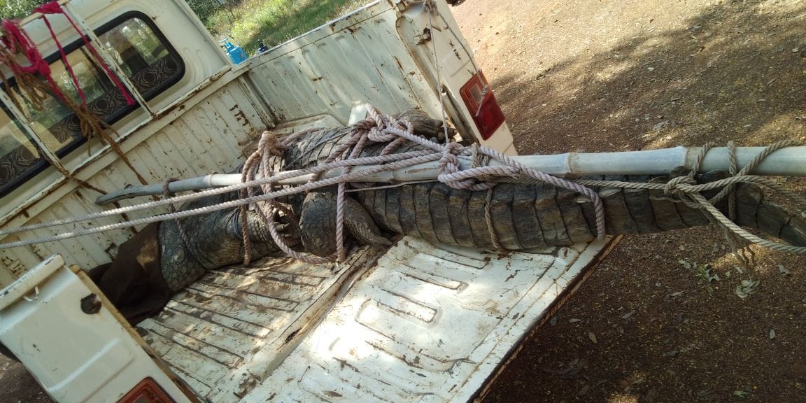 two crocodile caught in sonebhadra