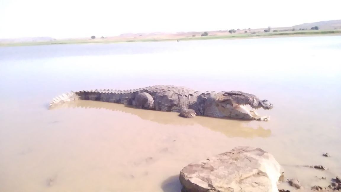 two crocodile caught in sonebhadra