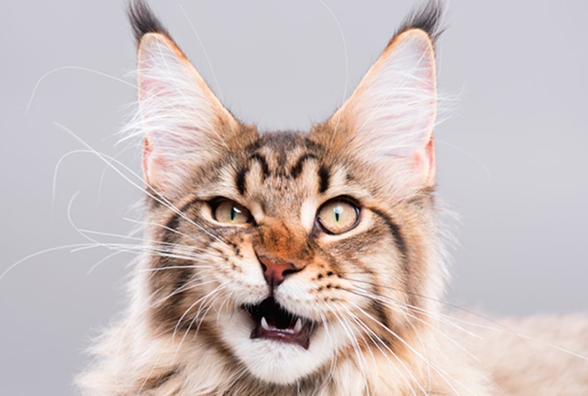 Without knowing this people believed Bad Omen sign of a cat