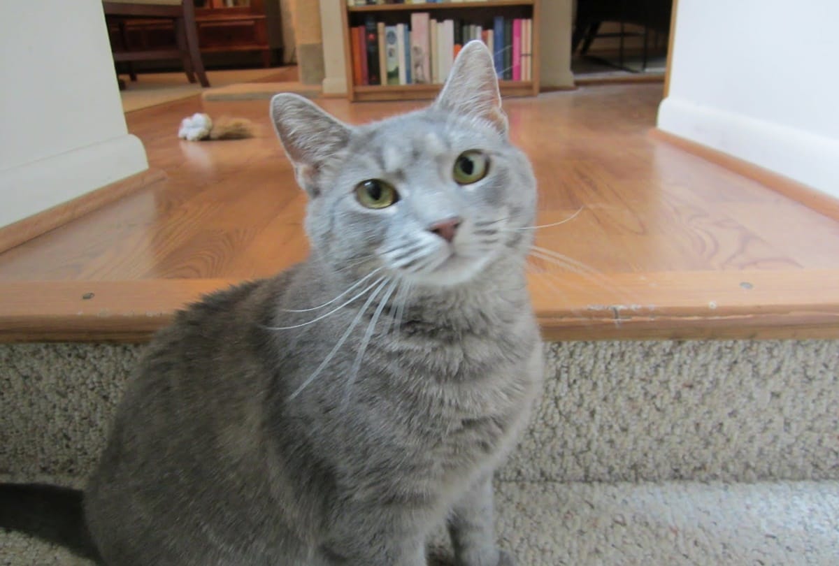 Without knowing this people believed Bad Omen sign of a cat