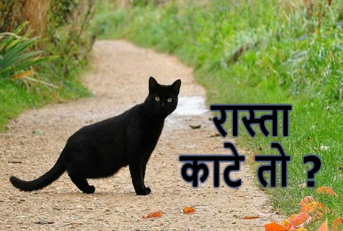 Without knowing this people believed Bad Omen sign of a cat